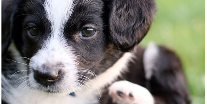 Puppy laying in the grass and using his hind leg to scratch his neck.