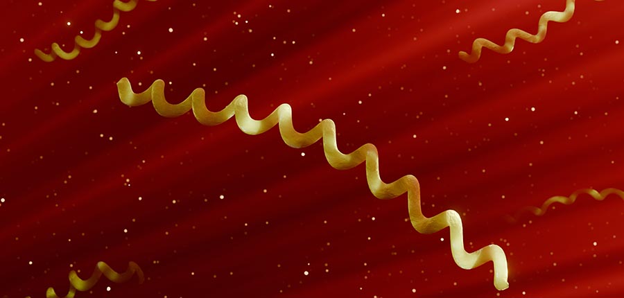 A 3D rendering of Borrelia burgdorferi bacteria.