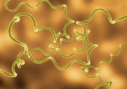 This 3D illustration depicts Borrelia  burgdorferi, the spiral-shaped  bacterium that causes Lyme disease
