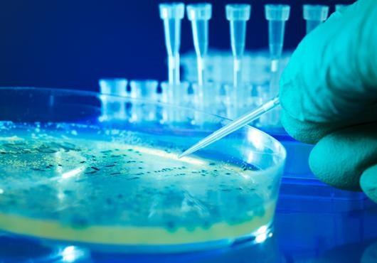 Hand with surgical glove holding a pick in a dish with liquid.