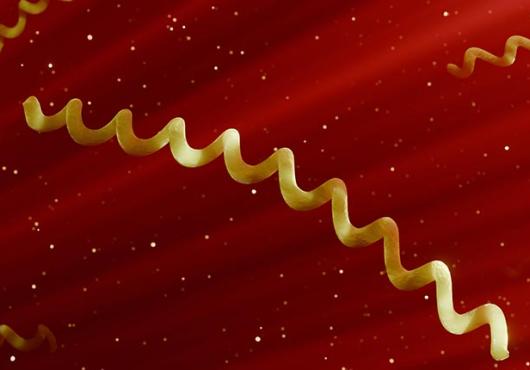 A 3D rendering of Borrelia burgdorferi bacteria.